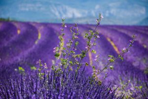 Découvrez les trésors de la Provence
